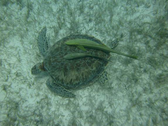 No final do mergulho em Half Moon Wall, perto do Blue Hole, na grande barreira de corais de Belize, ainda encontramos essa tartaruga acompanhada de dois peixes pegando carona em seu casco